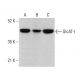 GlcAT-I Antibody (D-7) - Western Blotting - Image 375585 