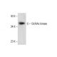 GlcNAc kinase Antibody (G-5) - Western Blotting - Image 288581 