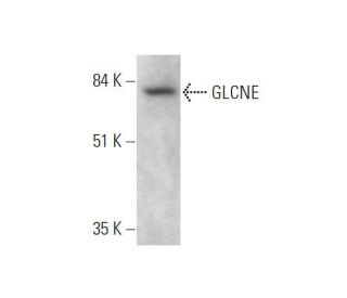 GLCNE Antibody (D-8) - Western Blotting - Image 353426 