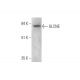 GLCNE Antibody (D-8) - Western Blotting - Image 353426 