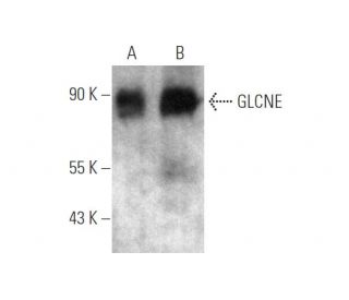 GLCNE Antibody (G-12) - Western Blotting - Image 349273 