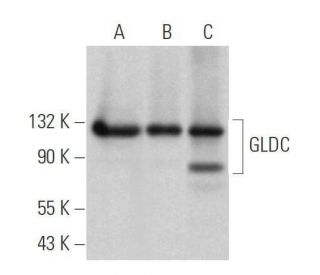 GLDC Antibody (A-9): sc-376106