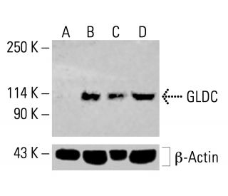 GLDC Antibody (A-9) - Western Blotting - Image 414636 
