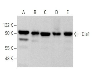 Gle1 Antibody (G-9) - Western Blotting - Image 369276 