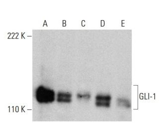 GLI-1/GLI1 Antibody (A-7) - Western Blotting - Image 364834 