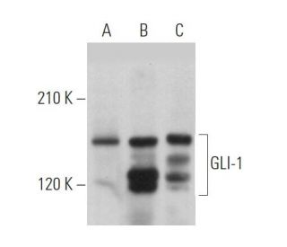 gli-1-antibody-c-1-western-
