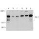 western blotting image from recommended GLI-1/GLI1 (C-1) monoclonal antibody replacement. Image 363219