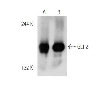 GLI-2 Antibody (C-10) - Western Blotting - Image 136360 