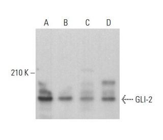 GLI-2 Antibody (C-10) | SCBT - Santa Cruz Biotechnology