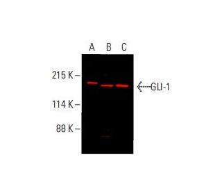 GLI-2 Antibody (C-10) | SCBT - Santa Cruz Biotechnology
