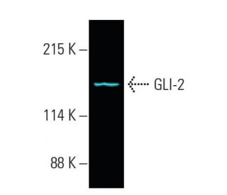 gli-2-antibody-c-10-western-