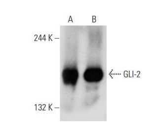 western blotting image from recommended GLI-2 (C-10) monoclonal antibody replacement. Image 136360