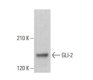 GLI-2 Antibody (C-10) - Western Blotting - Image 378557 