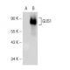 GLIS1 Antibody (A-3) - Western Blotting - Image 146786