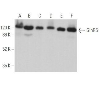 GlnRS Antibody (C-1) - Western Blotting - Image 362985 