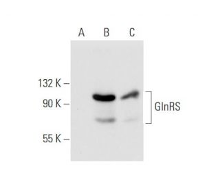 GlnRS Antibody (F-4) - Western Blotting - Image 68591 