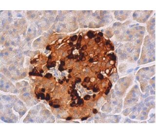 immunohistochemistry image from recommended Glucagon (C-11) monoclonal antibody replacement. Image 356363