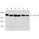 GLP-1R Antibody (B-11) - Western Blotting - Image 354839 