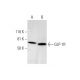 GLP-1R Antibody (D-6) - Western Blotting - Image 290887