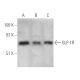 GLP-1R Antibody (D-6) - Western Blotting - Image 394984 