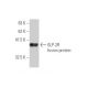 GLP-2R Antibody (1F2) - Western Blotting - Image 348996