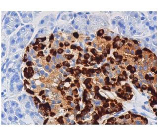 Glucagon Antibody (4j80) - Immunohistochemistry - Image 355434