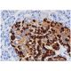 Glucagon Antibody (4j80) - Immunohistochemistry - Image 355434