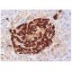 Glucagon Antibody (K79bB10) - Immunohistochemistry - Image 284782 