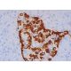 Glucagon Antibody (K79bB10) - Immunohistochemistry - Image 387530