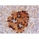 Este anticuerpo policlonal ha dejado de fabricarse. Consulta nuestro anticuerpo monoclonal recomendado <a href="glucagon-antibody-c-11">Glucagon (C-11)</a> (se muestran datos de muestra). immunohistochemistry image from recommended Glucagon (C-11) monoclonal antibody replacement. Image 356363