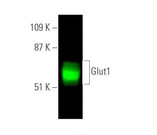 Glucose Transporter Glut1 Antibody (A-4) - Western Blotting - Image 372668