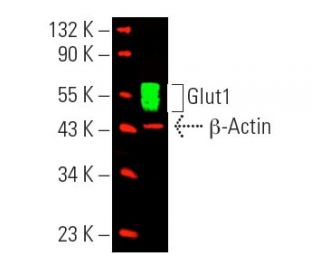 Glucose Transporter Glut1 Antibody (A-4) - Western Blotting - Image 388897The Double Nickase Plasmid features a U6 promoter for sgRNA expression, a 20 nt targeting sequence, and a gRNA scaffold to guide Cas9n. It includes a CBh promoter for Cas9n (D10A) and puromycin resistance, GFP for transfection verification, and nuclear localization signals (NLS). The 2A peptide allows co-expression of Cas9n and Puro from a single promoter, enabling precise genome editing with reduced off-target effects.