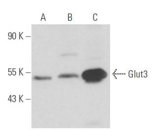 Glucose Transporter Glut3 Antibody (G-5) - Western Blotting - Image 16118