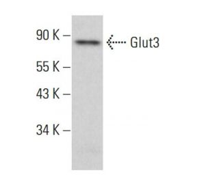 Glucose Transporter Glut3 Antibody (B-6) - Western Blotting - Image 377269
