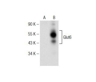 Glucose Transporter Glut6 Antibody (B-3) - Western Blotting - Image 147338
