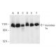 Glucosidase IIα Antibody (D-1) - Western Blotting - Image 403799 