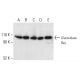 Glucosidase IIα Antibody (D-1) - Western Blotting - Image 403800 