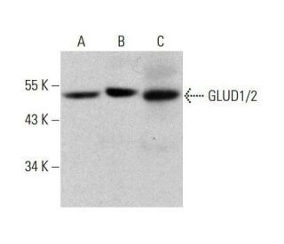 GLUD1/2 Antibody (C-10) - Western Blotting - Image 351866 