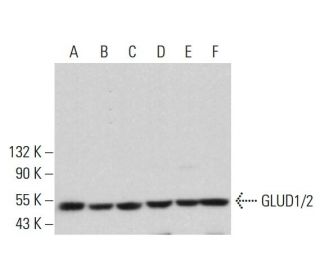 GLUD1/2 Antibody (C-10) - Western Blotting - Image 380383