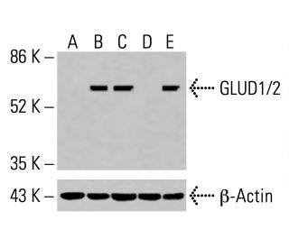 GLUD1/2 Antibody (C-10) - Western Blotting - Image 416036