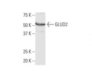 GLUD2 Antibody (3C2) - Western Blotting - Image 352115 