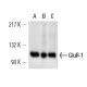 western blotting image from recommended GluR-1 (G-12) monoclonal antibody replacement. Image 13587