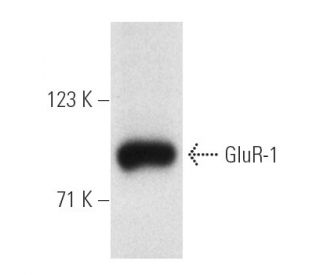 GluR-1 Antibody (E-6) - Western Blotting - Image 4630 