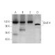 western blotting image from recommended GluR-4 (F-9) monoclonal antibody replacement. Image 353439