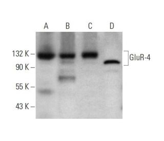 GluR-4 Antibody (F-9) - Western Blotting - Image 353439 