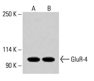 GluR-4 Antibody (F-9) - Western Blotting - Image 414139 