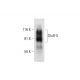 GluR-5 Antibody (E-12) - Western Blotting - Image 295766