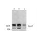 GluR-5 Antibody (E-12) - Western Blotting - Image 353440 