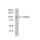 GluR-δ1 Antibody (2B7) - Western Blotting - Image 33528