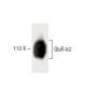 GluR-δ2 Antibody (48) - Western Blotting - Image 60449 